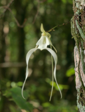 Ghost Orchid (Dendrophylax lindenii) - Single Flower Portrait