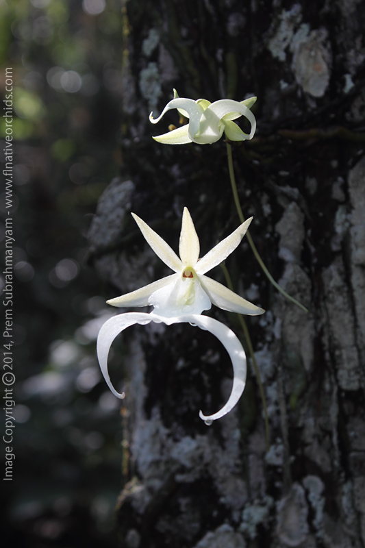 Ghost Orchid (Dendrophylax lindenii) in Flower