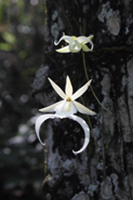 Ghost Orchid (Dendrophylax lindenii) in Flower
