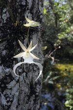 Ghost Orchid (Dendrophylax lindenii) - Flowering Plant