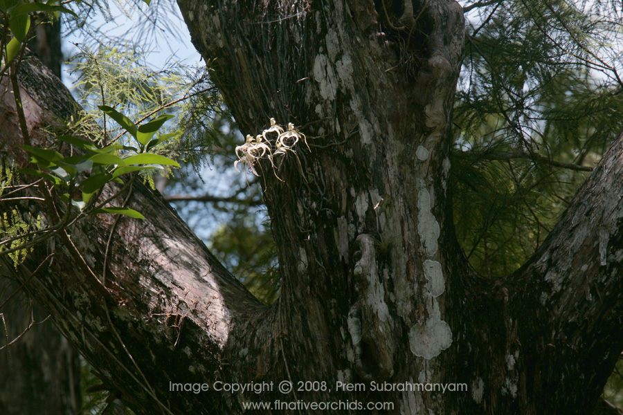 Corkscrew "SuperGhost Orchid" (Dendrophylax lindenii), as photographed in July, 2007