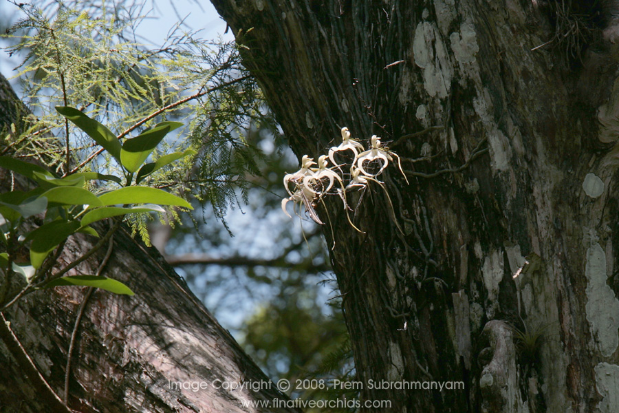 Corkscrew "SuperGhost Orchid" (Dendrophylax lindenii), as photographed in July, 2007 (8 x 10)
