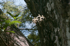 Corkscrew 