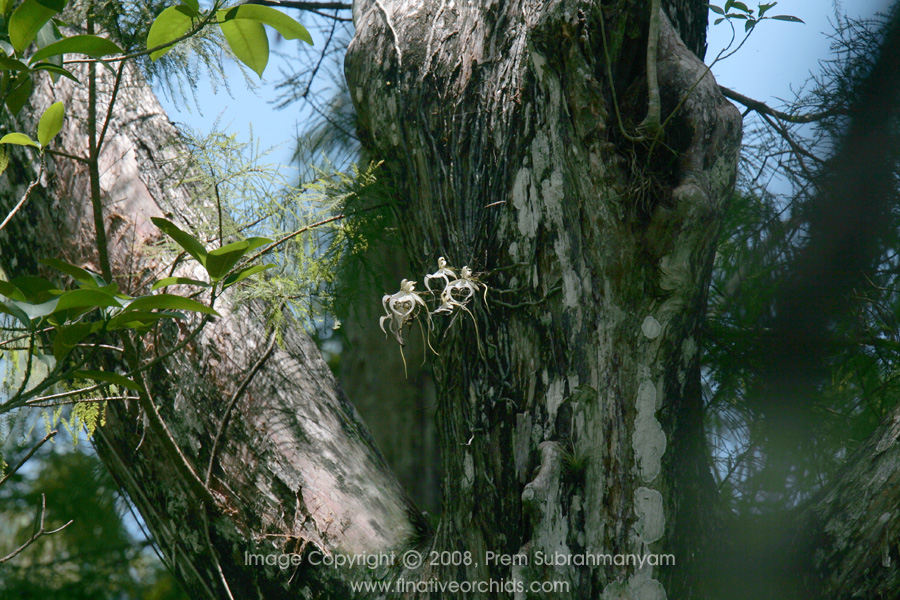 Corkscrew "SuperGhost Orchid" (Dendrophlax lindenii), July, 2007
