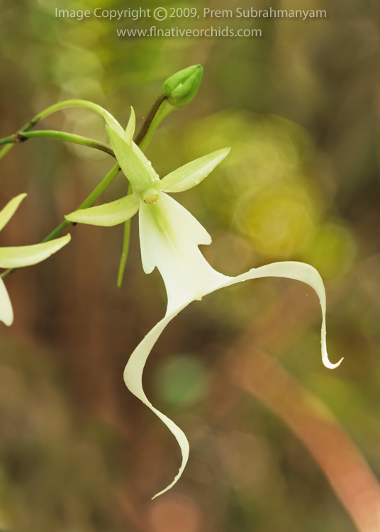 Ghost Orchid (Dendrophylax lindenii) - isolated flower of monster ghost.
