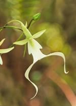 Ghost Orchid (Dendrophylax lindenii) - isolated flower of monster ghost.