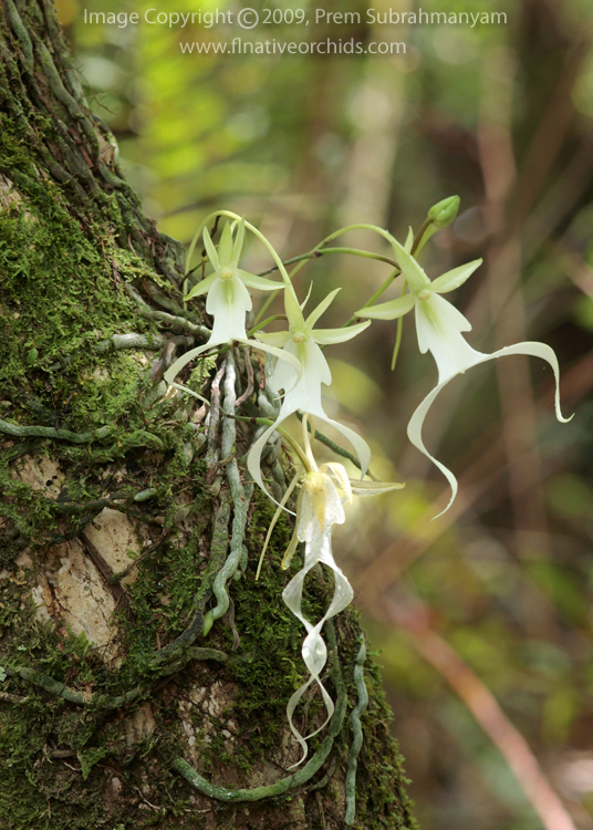 Ghost Orchid (Dendrophylax lindenii) - multi-flowered plant.