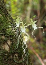 Ghost Orchid (Dendrophylax lindenii) - multi-flowered plant.