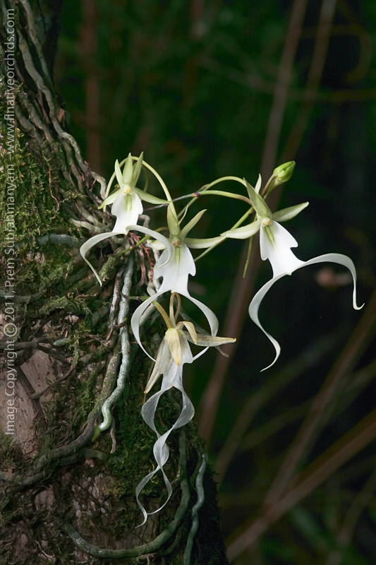 Ghost Orchid (Dendrophylax lindenii) - multi-flowered plant.