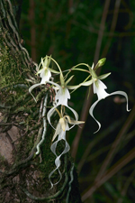 Ghost Orchid (Dendrophylax lindenii) - multi-flowered plant.