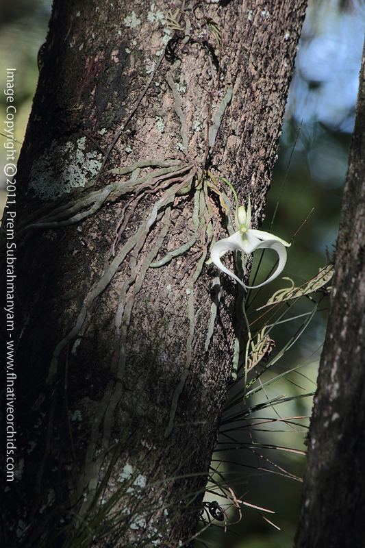 Ghost Orchid (Dendrophylax lindenii) - Plant in flower.