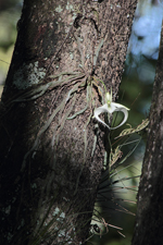 Ghost Orchid (Dendrophylax lindenii) - Plant in flower.