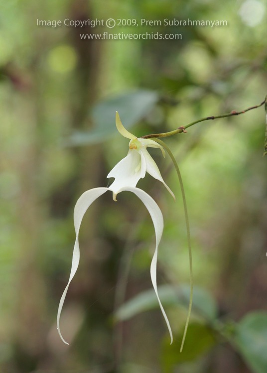 Ghost Orchid (Dendrophylax lindenii) - single flower portrait.