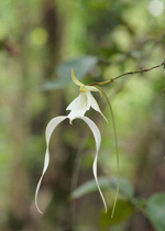 Ghost Orchid (Dendrophylax lindenii) - single flower portrait.
