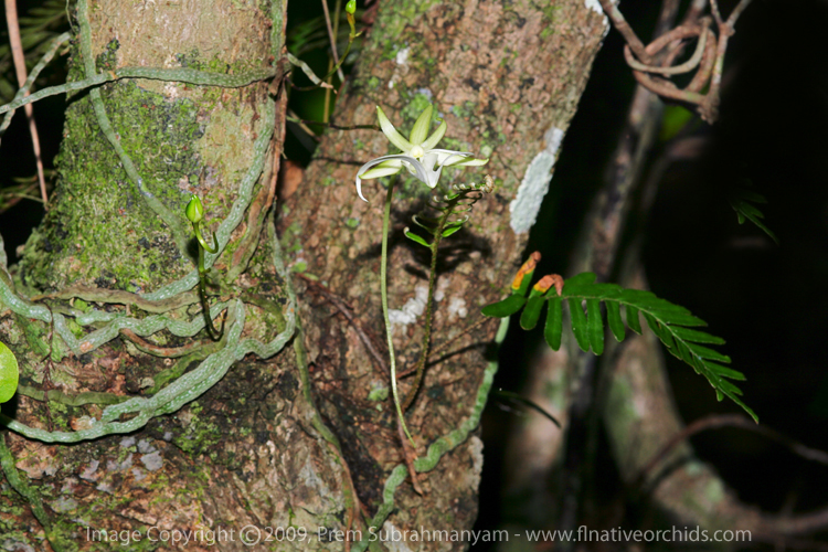 Ghost Orchid (Dendrophylax lindenii) flower just opening.