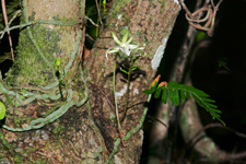 Ghost Orchid (Dendrophylax lindenii) flower just opening.