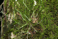 Ghost Orchid - Plant