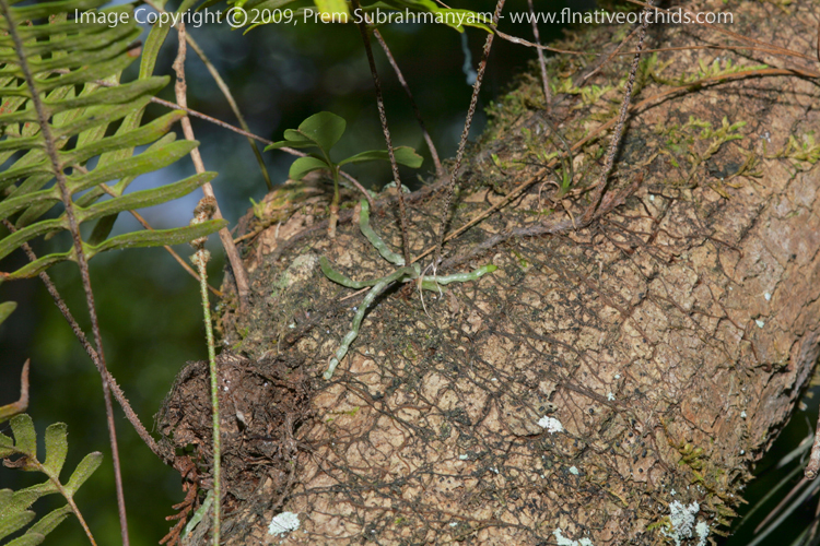 Ghost Orchid (Dendrophylax lindenii) seedling