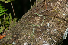 Ghost Orchid (Dendrophylax lindenii) seedling