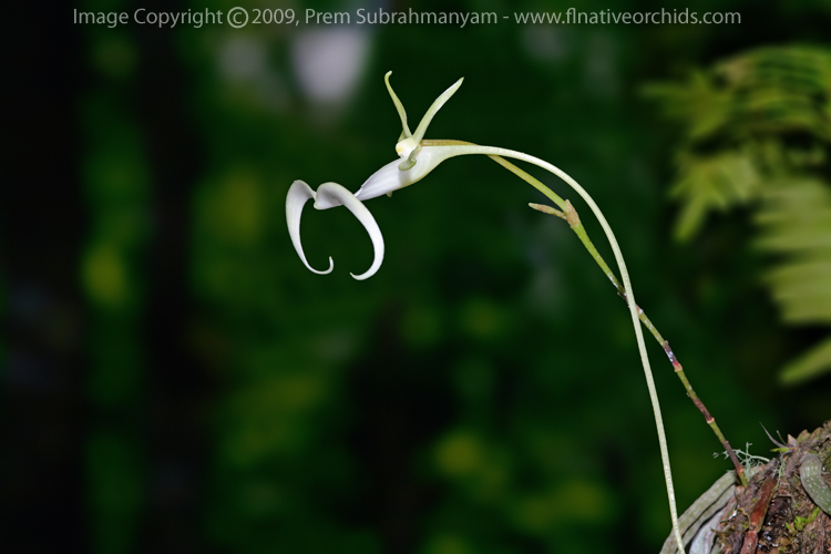 Ghost Orchid (Dendrophylax lindenii) - opening flower profile.