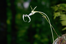 Ghost Orchid (Dendrophylax lindenii) - opening flower profile.