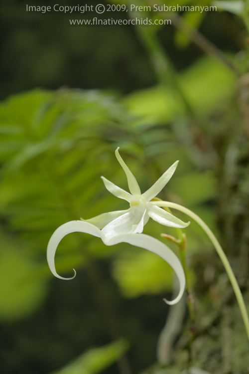 Ghost Orchid (Dendrophylax lindenii) another flower just opened.