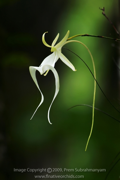 Ghost Orchid (Dendrophylax lindenii) three-quarters profile shot.