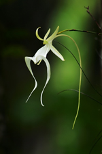 Ghost Orchid (Dendrophylax lindenii) three-quarters profile shot.