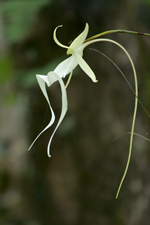 Ghost Orchid (Dendrophylax lindenii) flower profile shot.