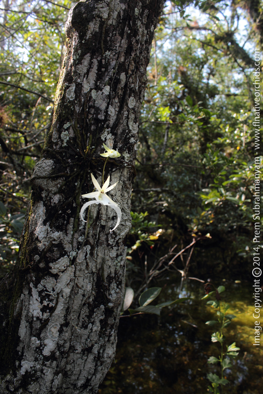Ghost Orchid (Dendrophylax lindenii) - Flowering Plant