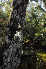 Ghost Orchid (Dendrophylax lindenii) - Flowering Plant