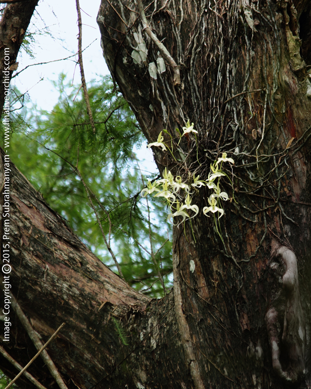 Ghost Orchid (Dendrophylax lindenii) - The Corkscrew Swamp 'Super Ghost' in 2014