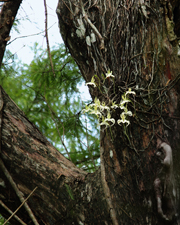 Ghost Orchid (Dendrophylax lindenii) - The Corkscrew Swamp 'Super Ghost' in 2014