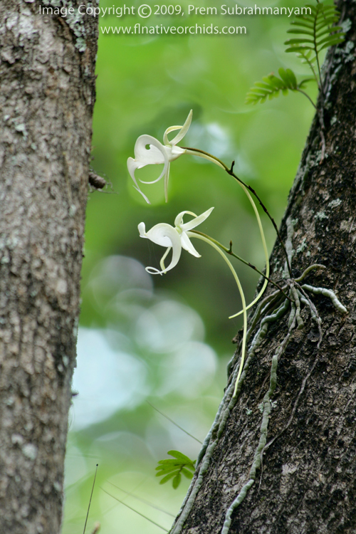 Ghost Orchid (Dendrophylax lindenii) twin flowers.