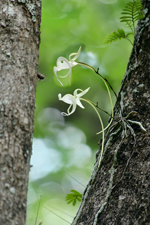 Ghost Orchid (Dendrophylax lindenii) twin flowers.