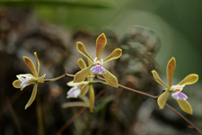 Florida Butterfly Orchid (Encyclia tampensis) - candy striped flowers.