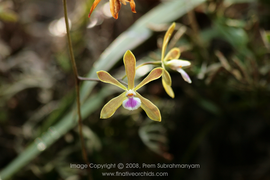 Florida Butterfly Orchid (Encyclia tampensis) - flowers.