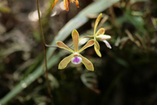 Florida Butterfly Orchid (Encyclia tampensis) - flowers.