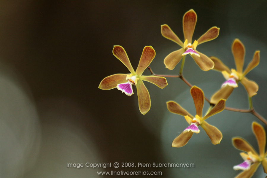 Florida Butterfly Orchid (Encyclia tampensis) - flowers with heart-shaped blotch.