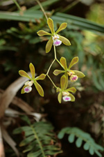 Florida Butterfly Orchid (Encyclia tampensis) - cascading spike.