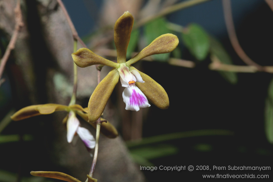 Florida Butterfly Orchid (Encyclia tampensis) - flower closeup.