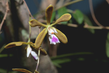 Florida Butterfly Orchid (Encyclia tampensis) - flower closeup.