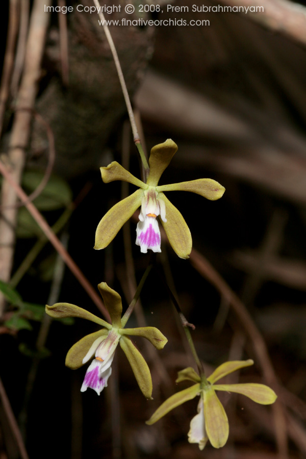 Florida Butterfly Orchid (Encyclia tampensis) - cascading flowers.