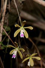 Florida Butterfly Orchid (Encyclia tampensis) - cascading flowers.