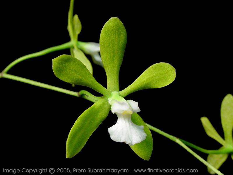 Encyclia tampensis fma albolabia