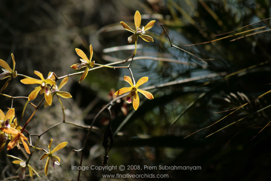 Florida Butterfly Orchid (Encyclia tampensis) - backlit flowers.