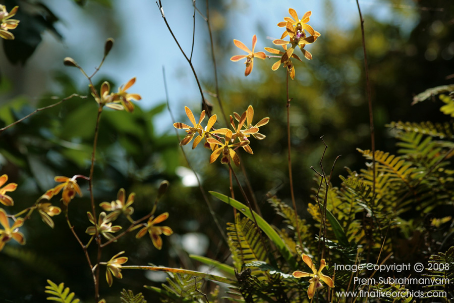 Florida Butterfly Orchid (Encyclia tampensis) - backlit spikes.
