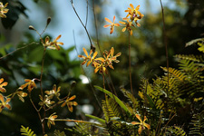 Florida Butterfly Orchid (Encyclia tampensis) - backlit spikes.