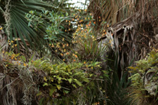 Florida Butterfly Orchid (Encyclia tampensis) - colony.