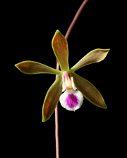 Florida Butterfly Orchid (Encyclia tampensis) - single flower closeup.